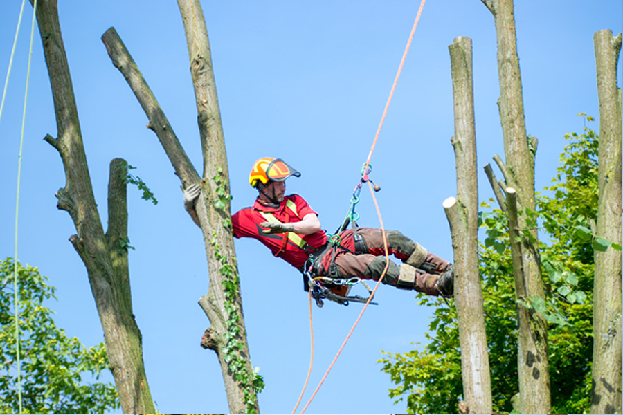 Seilklettertechnik in der Baumpflege
